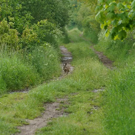 Letniskowe Ranczo Nyaraló *