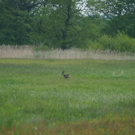 Nyaraló Letniskowe Ranczo *