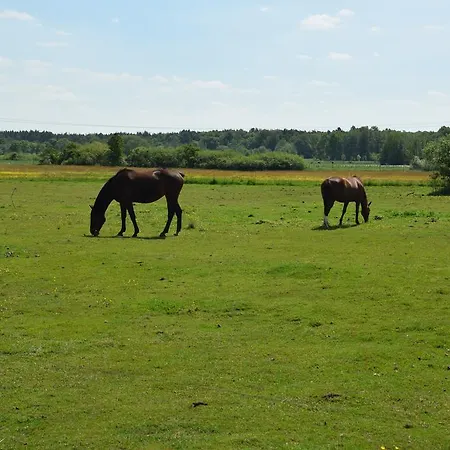 Domki Letniskowe Ranczo *
