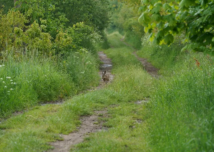 Letniskowe Ranczo Semesterbostad *