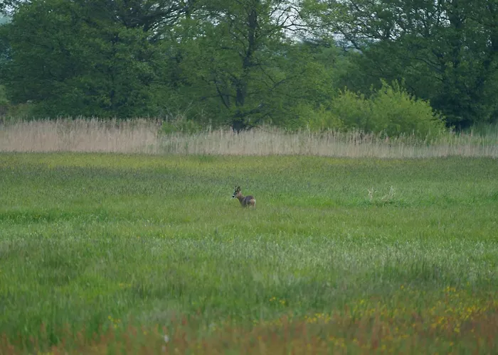 Semesterbostad Letniskowe Ranczo *
